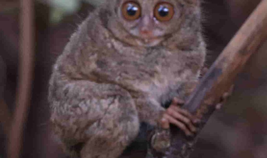 Endemic Animals in Sulawesi