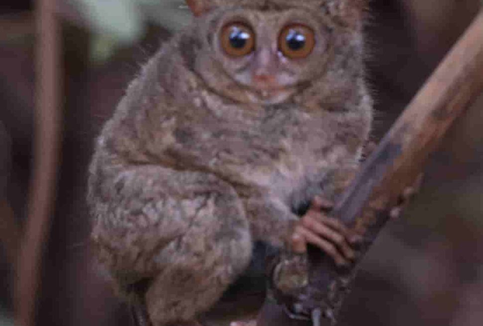 Tarsius is a endemic animal in sulawesi