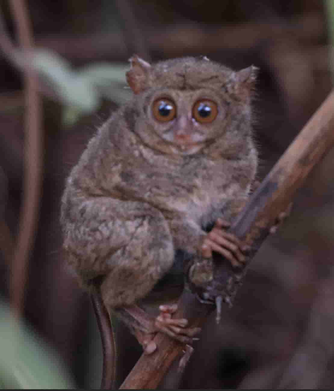 Tarsius is a endemic animal in sulawesi
